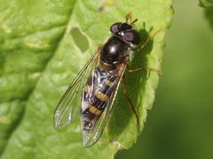 Epistrophella euchroma