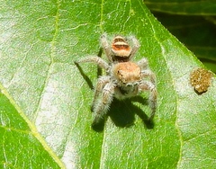 Phidippus pacosauritus