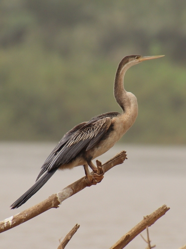 iNaturalist image