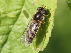 Epistrophella euchroma