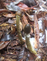 Tolypocladium capitatum