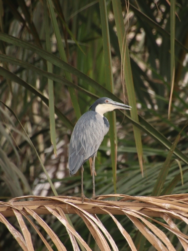 iNaturalist image