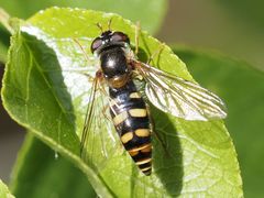 Epistrophella euchroma