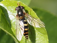 Epistrophella euchroma