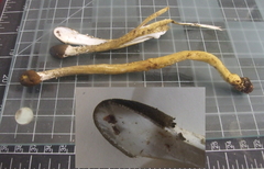 Tolypocladium capitatum