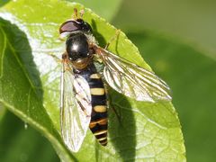 Epistrophella euchroma