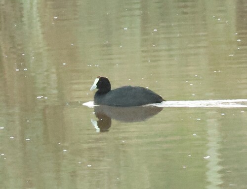 iNaturalist image