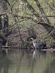 Ardea cinerea