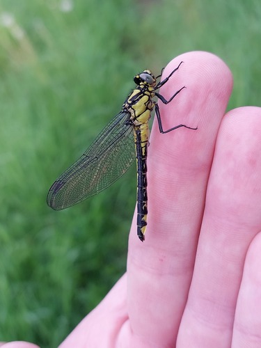 Common Clubtail