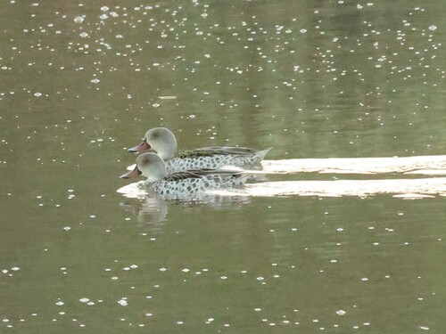 iNaturalist image