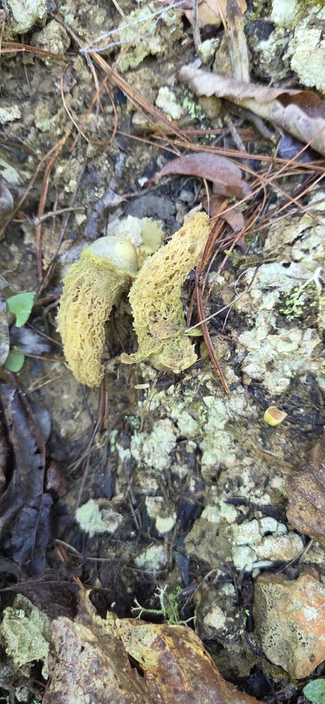 Collared Calostoma · June 2026 · photo: Photo: (c) kirk gardner, some rights reserved (CC BY) · iNaturalist