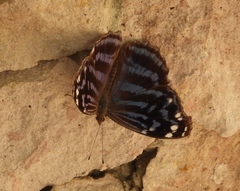 Myscelia ethusa ethusa