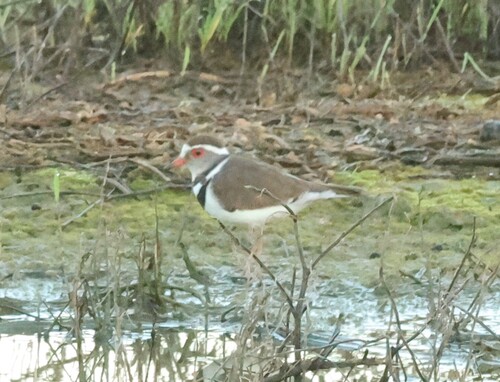 iNaturalist image