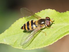 Epistrophe nitidicollis