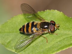 Epistrophe nitidicollis