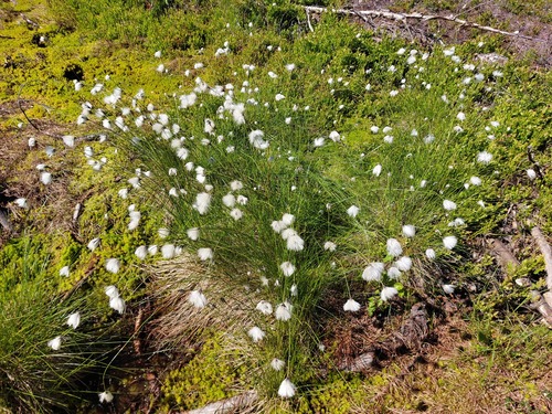 tussock cottongrass