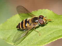 Epistrophe nitidicollis