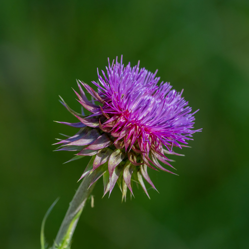 musk thistle