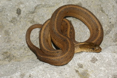 Thamnophis validus