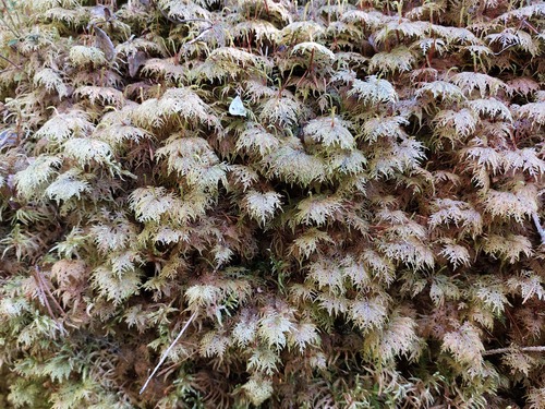 stairstep moss