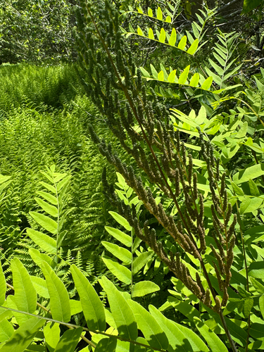 American Royal Fern