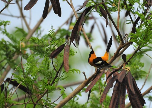 Hooded Oriole, South Padre Island, TX 78597, USA, photo 7 of 10