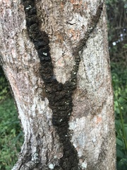 Nasutitermes corniger