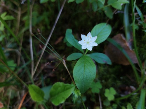 Arctic Starflower