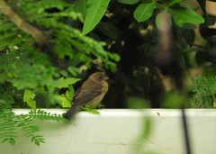 Passerina versicolor