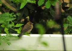 Passerina versicolor