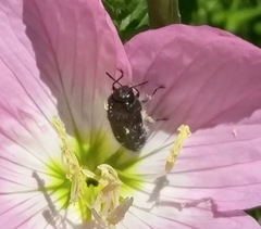 Acmaeodera ornatoides