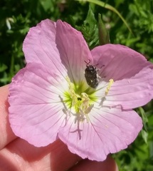 Acmaeodera ornatoides