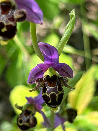 Horned Orchid