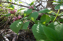 Lamium orvala