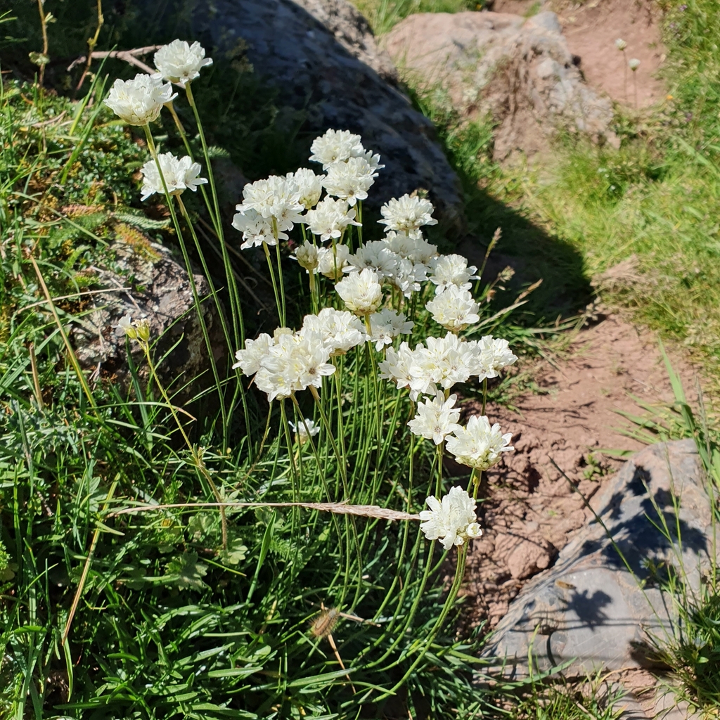 Armeria pubinervis; photograph Louisa Jones, CC BY, iNaturalist via GBIF