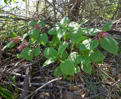 Lamium orvala