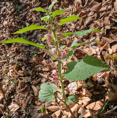 Lamium orvala