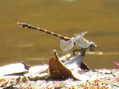 Paragomphus capricornis