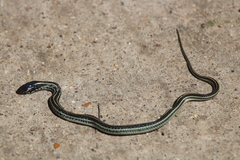 Thamnophis sirtalis annectens