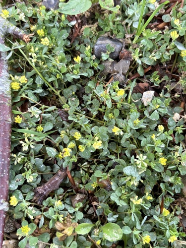 Lesser hop trefoil