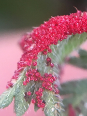 Synchytrium papillatum