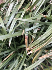 Colletotrichum liriopes