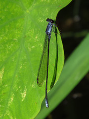 Pseudagrion pruinosum