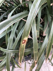 Colletotrichum liriopes