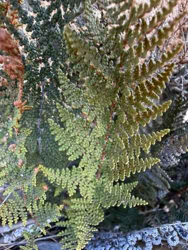 Myriopteris clevelandii observed 2026-05-29