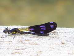 Aristocypha fenestrella