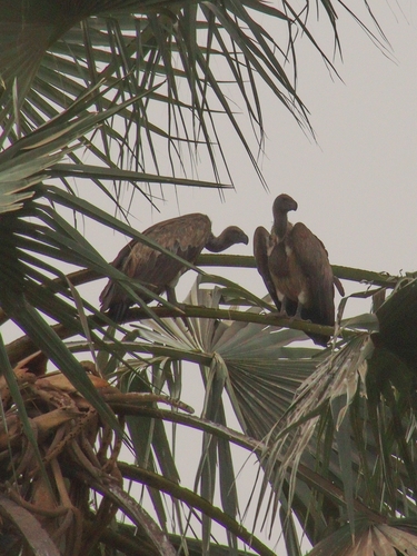 White-backed Vulture