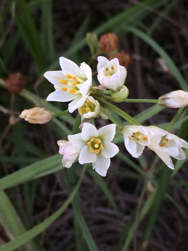 Nothoscordum image