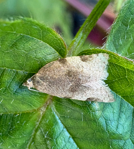 Greenish Apple Moth photo 5