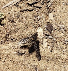 Conophorus fenestratus